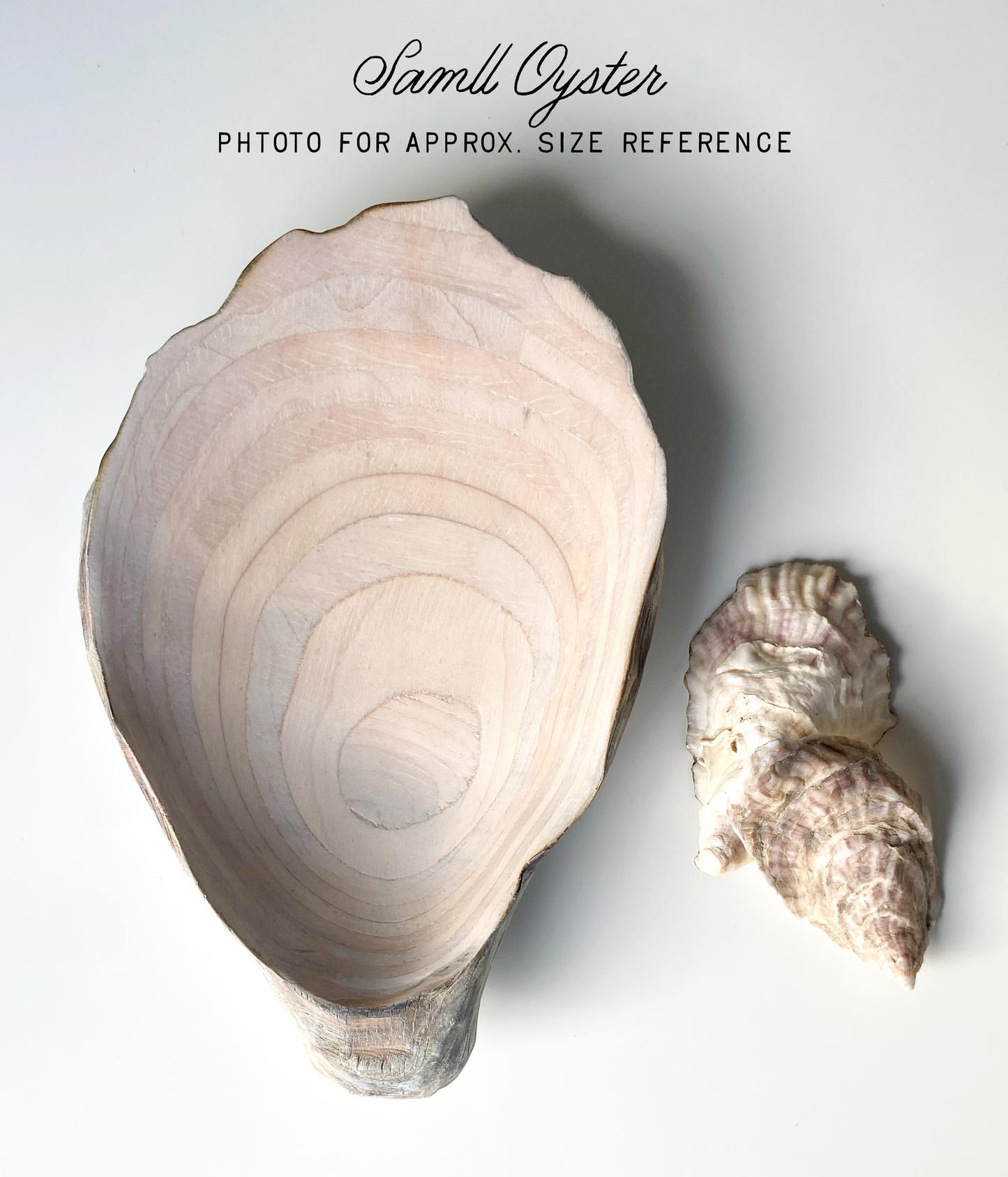 29 Oyster - Small