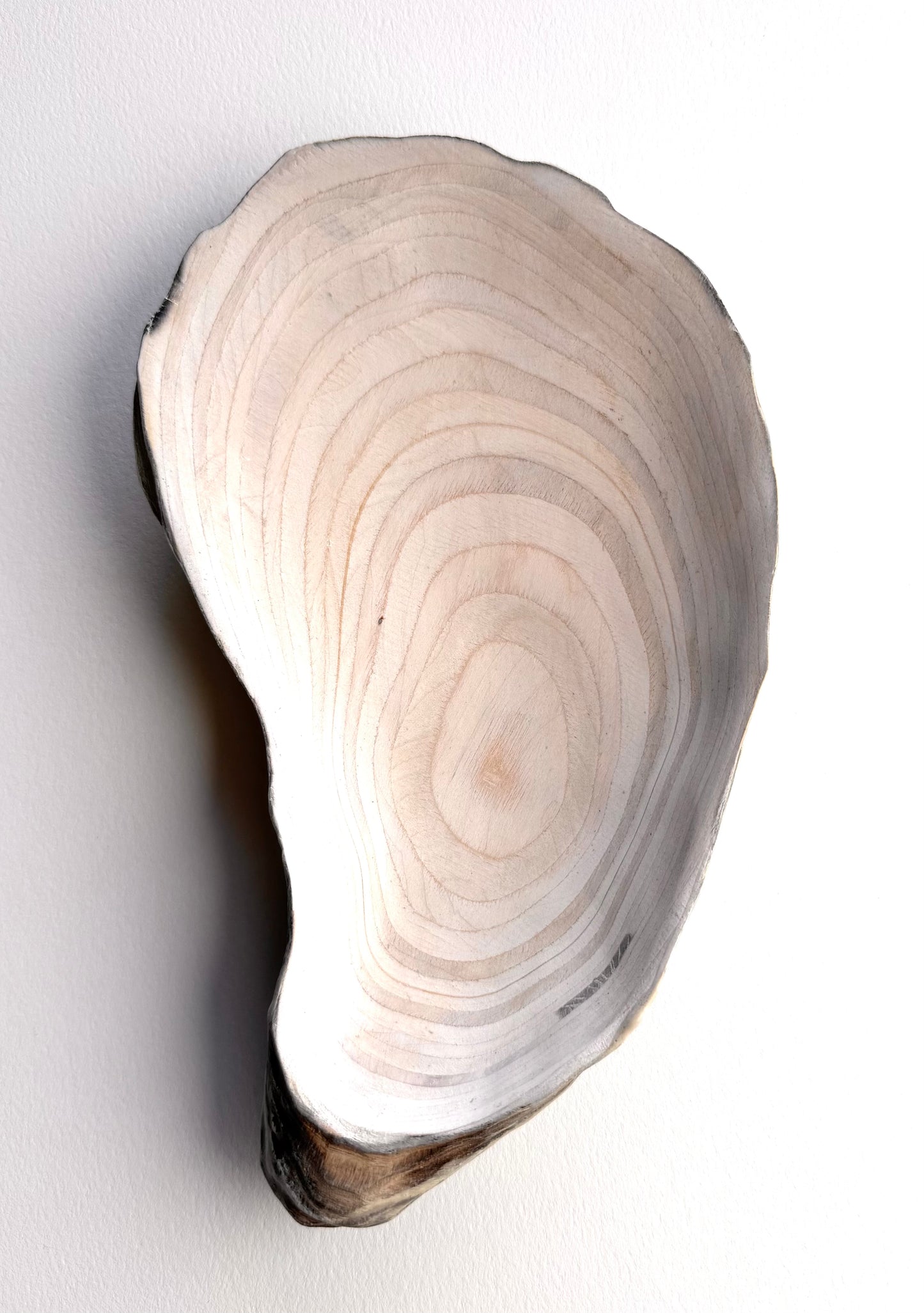 29 Oyster - Small